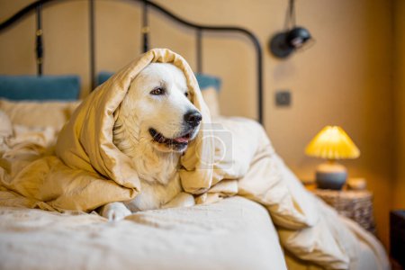 Téléchargez les photos : Portrait d'un chien blanc mignon couché dans un lit recouvert d'une couverture dans une chambre confortable. Maremme chien de berger italien à la maison - en image libre de droit