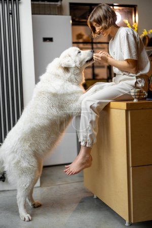 Photo for Young woman plays with her huge white dog, spending leisure time together happily on kitchen at home. Concept of friendship with pets and domestic lifestyle - Royalty Free Image