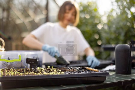 Photo for Young woman filling seedling trays with a soil, sowing flower seeds at backyard. Tray with green sprouts in front. Concept of a hobby or small business of growing flowers. - Royalty Free Image