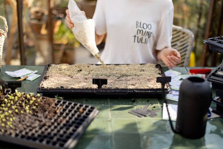 Téléchargez les photos : Femme couvrant le sol de vermiculite en semant des graines dans des plateaux de semis, gros plan - en image libre de droit