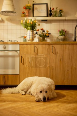 Photo for Cute dog lying on floor in beautiful kitchen decorated with flowers - Royalty Free Image