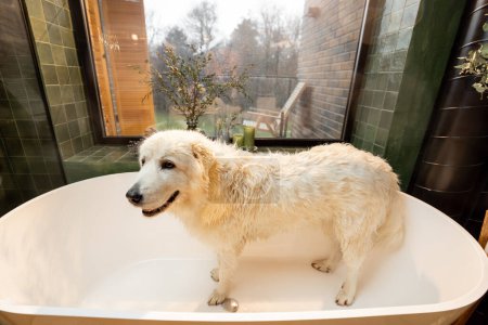 Photo for Wet dog in bathtub, during a SPA procedures at home. Maremmano abruzzese dog breed - Royalty Free Image