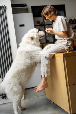 Foto de Mujer joven juega con su enorme perro blanco, pasar tiempo libre juntos felizmente en la cocina en casa. Concepto de amistad con mascotas y estilo de vida doméstico - Imagen libre de derechos