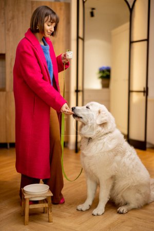 Téléchargez les photos : Jeune femme en manteau rose nourrit son chien avant de sortir pour une promenade tout en se tenant dans le salon de l'appartement - en image libre de droit