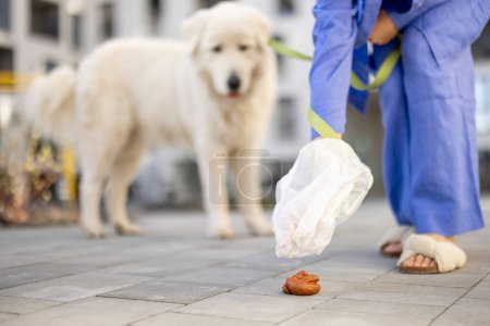 Woman cleans up after her dog, taking poop into plastic bag, while walking in inner yard of apartment building