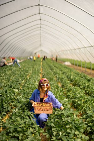 Téléchargez les photos : Jeune ouvrier agricole élégant ramassant des fraises dans un panier dans une serre sur une terre agricole. Concept de culture et d'agriculture biologique des baies locales - en image libre de droit