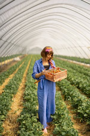 Téléchargez les photos : Portrait d'une jeune femme stylée debout avec panier plein de fraises fraîches ramassées en hothouse à la ferme. Concept de culture et d'agriculture biologique des baies locales - en image libre de droit