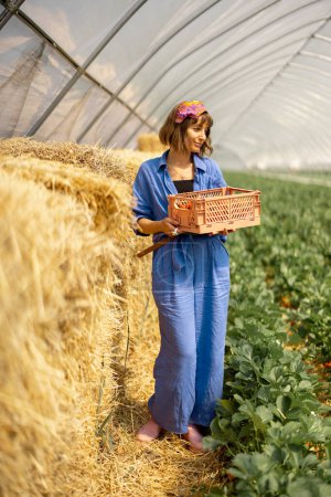 Foto de Retrato de una mujer joven y elegante de pie con la cesta llena de fresas recién recogidas cerca de pajar en casa caliente en la granja. Cultivo y agricultura ecológica local de bayas - Imagen libre de derechos