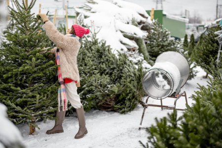 Téléchargez les photos : Young woman chooses Christmas tree at outdoor market, preparing for winter holidays. Concept of shopping on New Years holidays - en image libre de droit