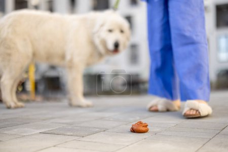 Téléchargez les photos : Chiens caca sur le sol à l'extérieur avec chien et propriétaire sur fond - en image libre de droit