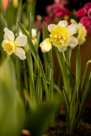 Foto de Primer plano de flores narcisas floreciendo - Imagen libre de derechos