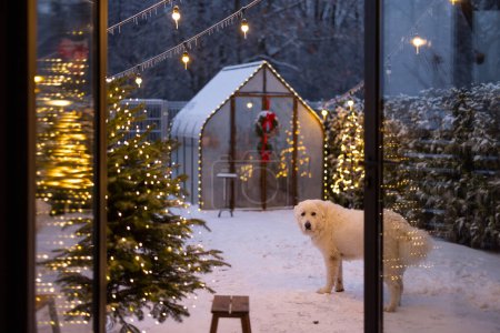 Téléchargez les photos : Adorable cute white dog at beautifully decorated backyard for a winter holidays on dusk. Concept of decorations and celebrations of New Years holidays - en image libre de droit