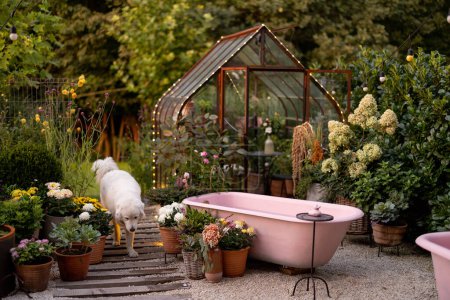 Téléchargez les photos : Beau jardin avec baignoire rose, serre vintage et beaucoup de fleurs au crépuscule. Concept d'espace arrière-cour confortable et la beauté - en image libre de droit
