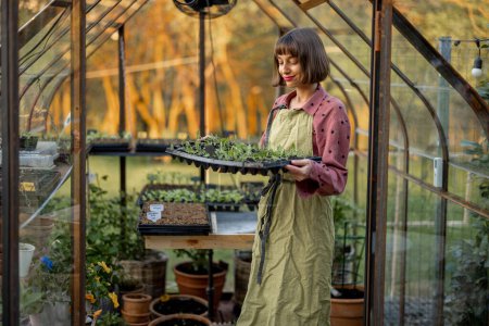 Téléchargez les photos : Jeune femme portant des plateaux avec des semis, prenant soin des plantes en serre. Concept de germination et de jardinage des fleurs - en image libre de droit