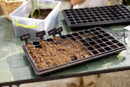 Foto de Bandejas de plántulas llenas de un suelo en la mesa durante el proceso de siembra de semillas, primer plano - Imagen libre de derechos