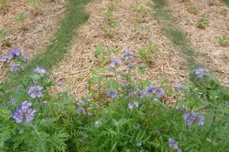 Téléchargez les photos : Phacelia is blooming in the garden - en image libre de droit