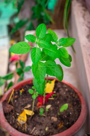 Photo for Divine Tulsi Tree Daytime Views from Unique Perspectives - Royalty Free Image