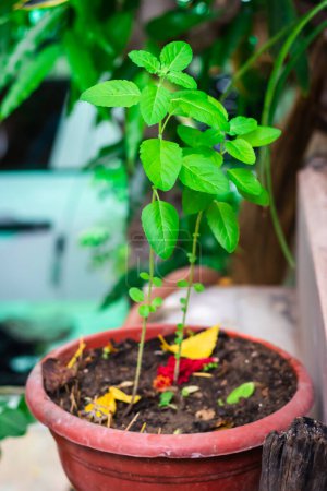 Photo for Divine Tulsi Tree Daytime Views from Unique Perspectives - Royalty Free Image