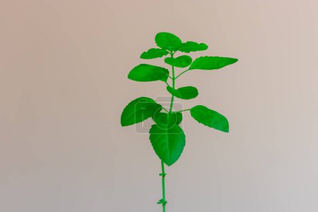 Photo for Sacred Tulsi Tree with white background from Unique Perspectives - Royalty Free Image