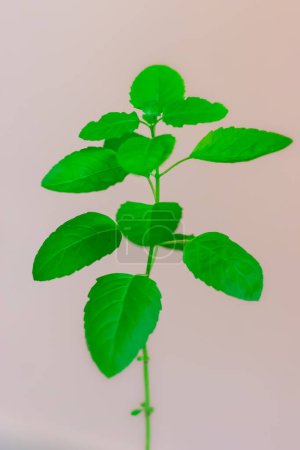 Photo for Sacred Tulsi Tree with white background from Unique Perspectives - Royalty Free Image