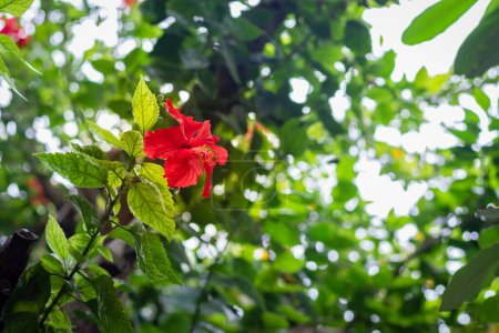 Foto de Hibiscus red flower isolated with green leaves at day from different angle - Imagen libre de derechos