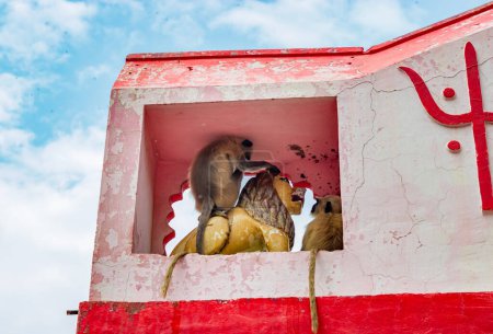 Foto de Hojas de monos sentados en la estatua de tigre diosa santa en la puerta de entrada del templo - Imagen libre de derechos