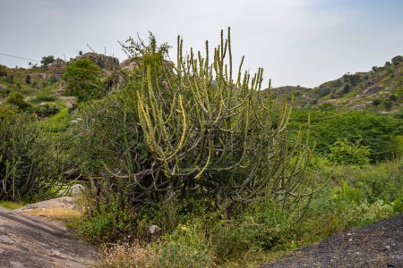 Téléchargez les photos : Euphorbia caducifolia tree from flat angle - en image libre de droit