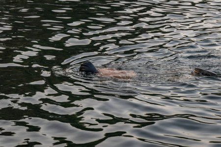 Photo for Man swimming in lake water at morning from flat angle - Royalty Free Image