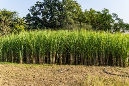 sugarcane cultivation at rural farm from different angle