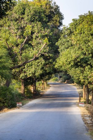 carretera asfaltada aislada a través de bosques verdes en la tarde desde el ángulo plano