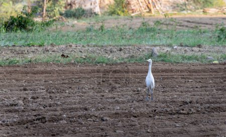 isolated Herons bird sitting at tillage farm at day from flat angle