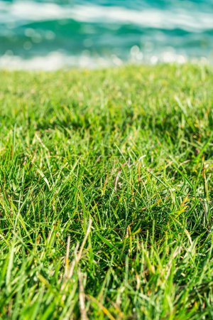 Téléchargez les photos : Focus sélectif sur une parcelle d'herbe verte fraîche avec la mer bleue en arrière-plan dans la baie de Kyleakin, en Écosse. Plan vertical. - en image libre de droit