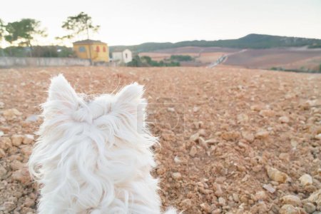 Téléchargez les photos : Plan arrière d'un West Highland White Terrier de race pure regardant vers l'horizon dans un champ cultivé. Horizontal avec espace de copie. - en image libre de droit