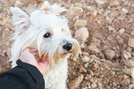Téléchargez les photos : La main d'une femme caressant un chien de race West Highland White Terrier. Horizontal avec espace de copie. - en image libre de droit