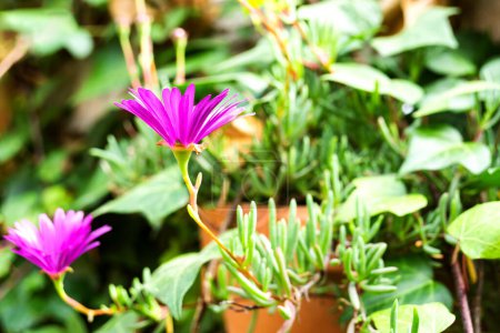 Téléchargez les photos : Gros plan d'une fleur violette dans un pot. Horizontal. Espace de copie. - en image libre de droit