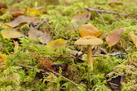 Photo for Cortinarius venetus mushroom growing among moss, horizontal composion. - Royalty Free Image