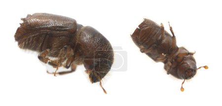 Photo for Larger eight-toothed European spruce bark beetle, Ips typographus isolated on white background, this insect is a major pest on spruce trees - Royalty Free Image