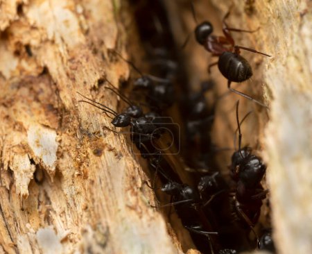 Enjambre de hormigas carpinteras, Camponotus en madera
