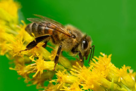 Photo for Western honey bee, Apis mellifera on Solidago flower, this insect is an important pollinator - Royalty Free Image