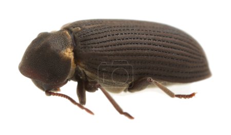 Foto de Escarabajo carpintero, Hadrobregmus pertinax aislado sobre fondo blanco, la larva de este insecto vive en madera en descomposición - Imagen libre de derechos