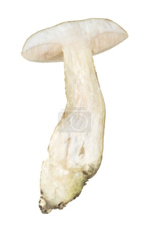 Téléchargez les photos : Bolete amer coupé en deux, Tylopilus felleus isolé sur fond blanc. Ce champignon a un goût amer et est considéré comme non comestible. - en image libre de droit