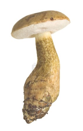 Foto de Bolete amargo, Tylopilus felleus aislado sobre fondo blanco. Este hongo tiene un sabor amargo y se considera no comestible. - Imagen libre de derechos