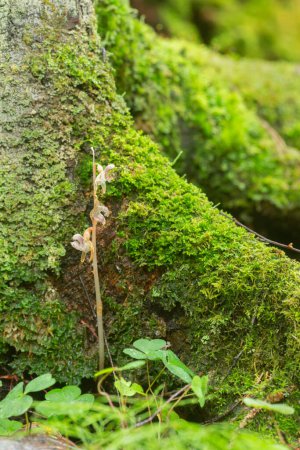 Foto de Orquídea fantasma sobresoplada, Epipogium aphyllum creciendo en la base de un árbol de coníferas. Esta flor crece en los bosques y está protegida por la ley en Suecia. - Imagen libre de derechos