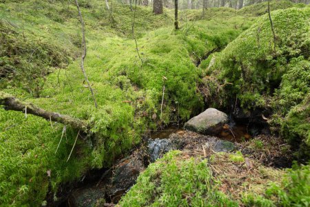 Petit ruisseau dans une forêt de conifères moussue en Suède. Composion horizontale.