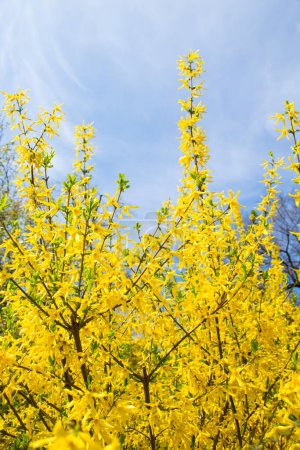 Forsythien blühen vor blauem Himmel. Goldene Glocke, Border Forsythia (Forsythia x intermedia, europaea) blüht im Frühling im Garten. Gelber Forsythie-Zweig im Frühling ist ein Zierstrauch.