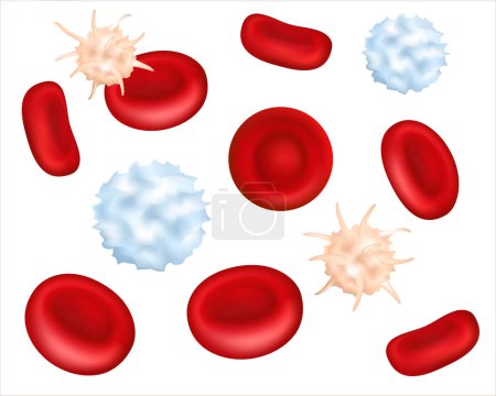 Gesunde menschliche Blutplättchen, rote und weiße Blutkörperchen unter dem Mikroskop. Vergrößert der Thrombozyten-Zellen im Blutplasma. 3D-Illustration. Vektorabbildung EPS 10