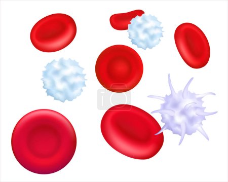 Gesunde menschliche Blutplättchen, rote und weiße Blutkörperchen unter dem Mikroskop. Vergrößert der roten Blutkörperchen im Blutplasma. 3D-Illustration. Vektorabbildung EPS 10