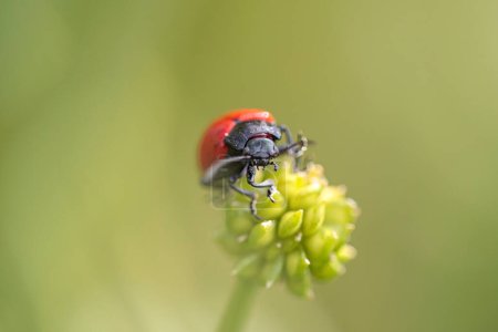 Foto de Insecto rojo y negro de una pradera portuguesa - Imagen libre de derechos
