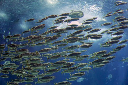 School of mackerel. Ocean aquarium photo.