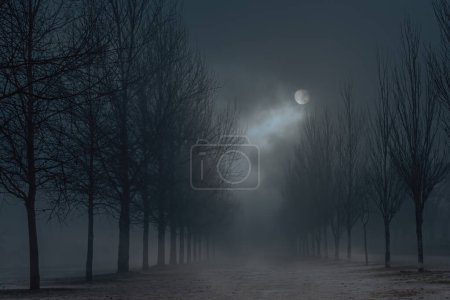 Foto de Noche de luna llena brumosa en un parque público - Imagen libre de derechos